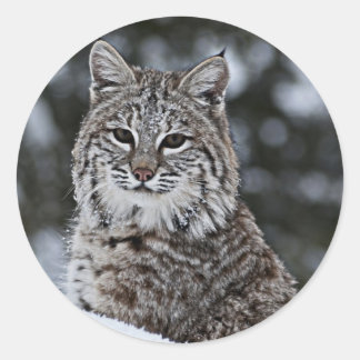 Adesivo Redondo Bobcat na neve