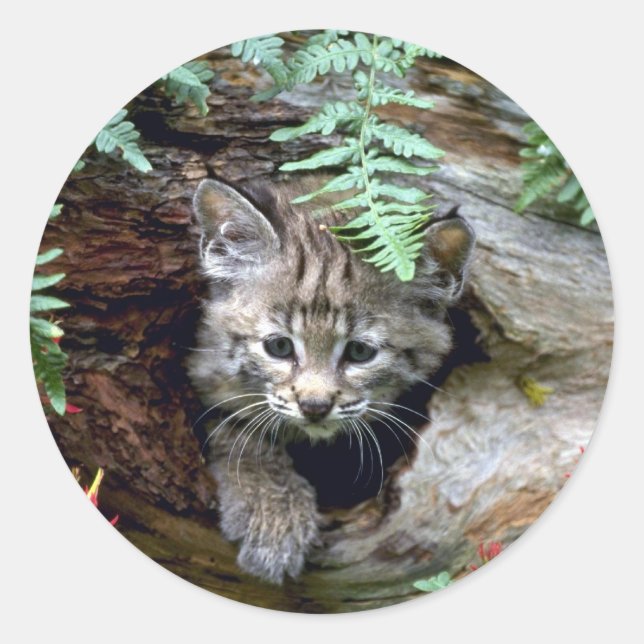 Adesivo Redondo Bobcat-Summer-Kitten em log oco (Frente)