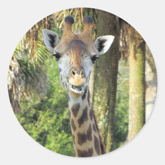 Adesivo Redondo Bobo Giraffe Stickers (Frente)