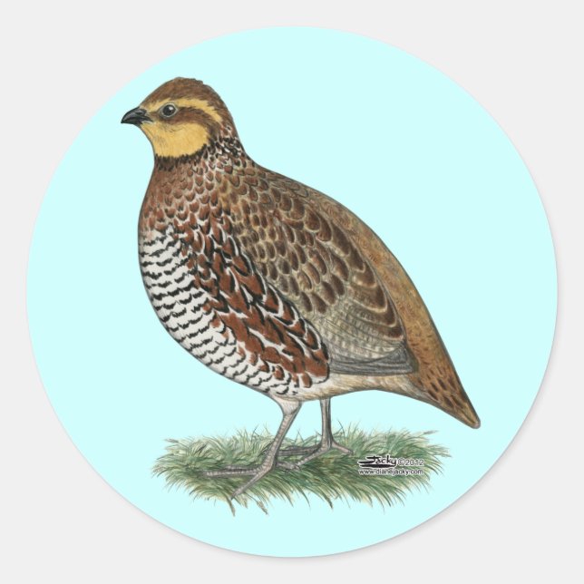 Adesivo Redondo Bobwhite Quail Hen (Frente)
