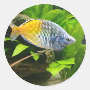 Adesivo Redondo Boesemani Rainbow