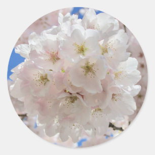 Adesivo Redondo Bolas de Flor Rosa.