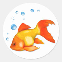 Bolhas de peixe Goldfish