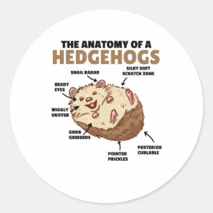 Adesivo Redondo Bonita Explicação De Hedgehog Anatomia De Hedgehog