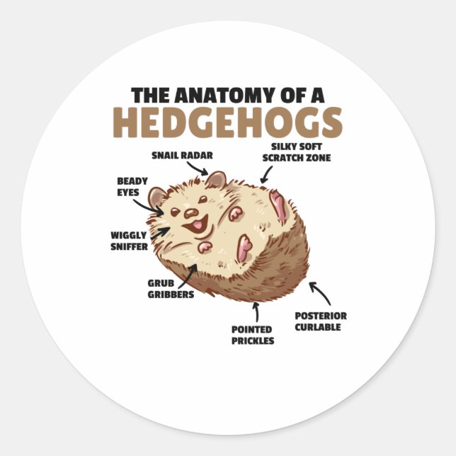 Adesivo Redondo Bonita Explicação De Hedgehog Anatomia De Hedgehog (Frente)