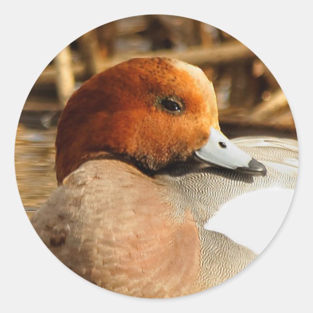 Adesivo Redondo Bonito estranho na cidade de Eurasian Wigeon (Frente)