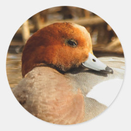 Adesivo Redondo Bonito estranho na cidade de Eurasian Wigeon