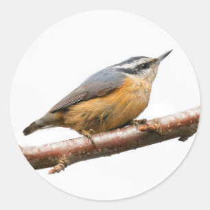 Adesivo Redondo Bonito Nuthatch Vermelho em um Ramo