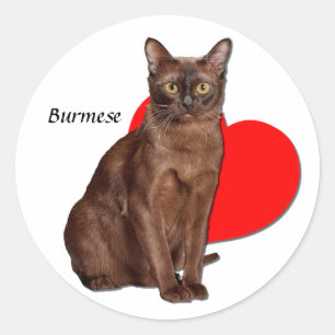 Adesivo Redondo Bonito Ouro Burmese Cat Moggy Heart Love