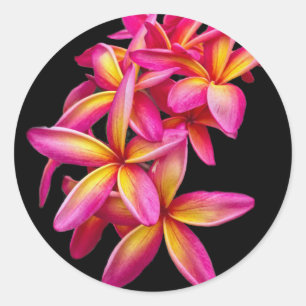 Adesivo Redondo Bonito Plumeria Rosa Foto Floral