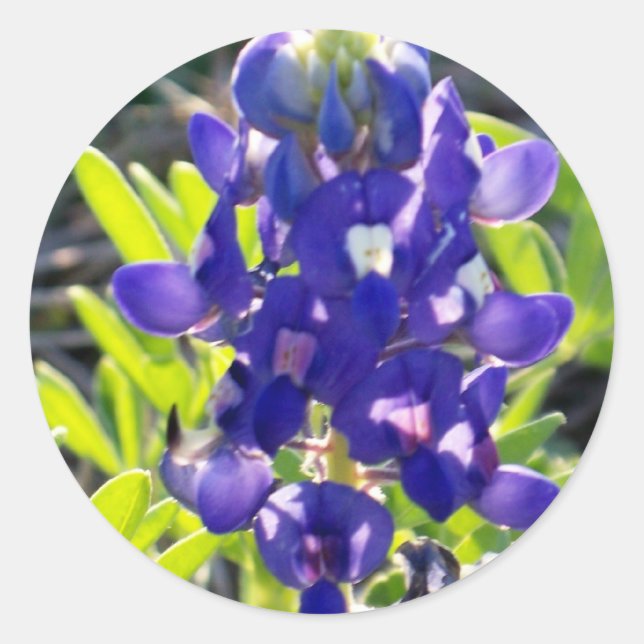 Adesivo Redondo Bonnet Azul (Frente)