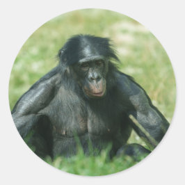 Adesivo Redondo Bonobo Muscular na Grama