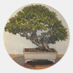 Adesivo Redondo Bonsai na National Arboretum, Washington D.C.