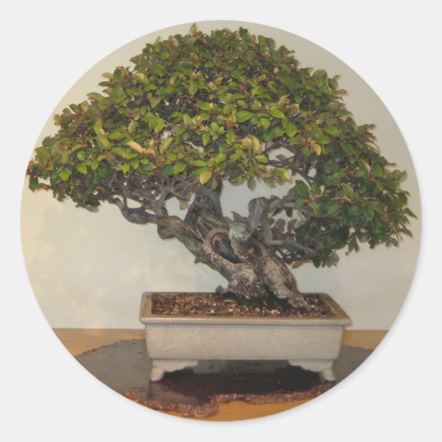 Adesivo Redondo Bonsai na National Arboretum, Washington D.C. (Frente)
