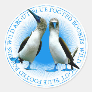 Adesivo Redondo Boobies azulados