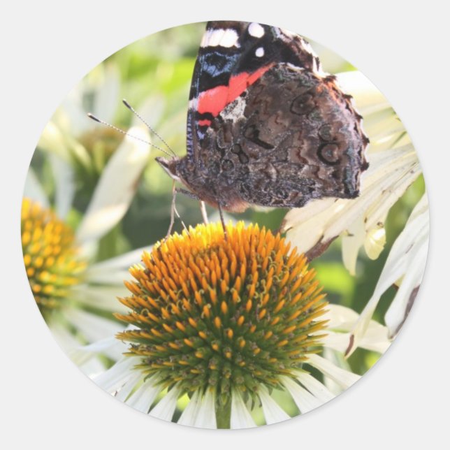 Adesivo Redondo Borboleta Almirante na Flor (Frente)