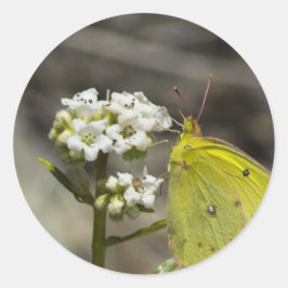 Adesivo Redondo Borboleta Amarela
