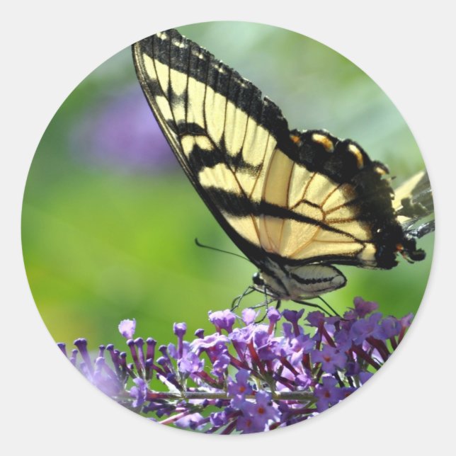 Adesivo Redondo Borboleta amarela e preta na Lavanda (Frente)