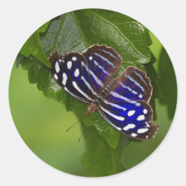 Adesivo Redondo Borboleta azul mexicana