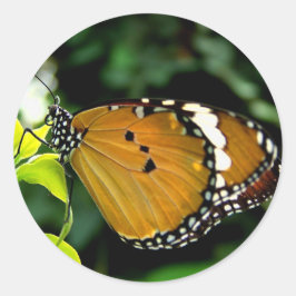 Adesivo Redondo Borboleta branca, cor-de-laranja, preta e branca, 