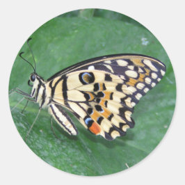 Adesivo Redondo Borboleta branca e preta amarela na folha