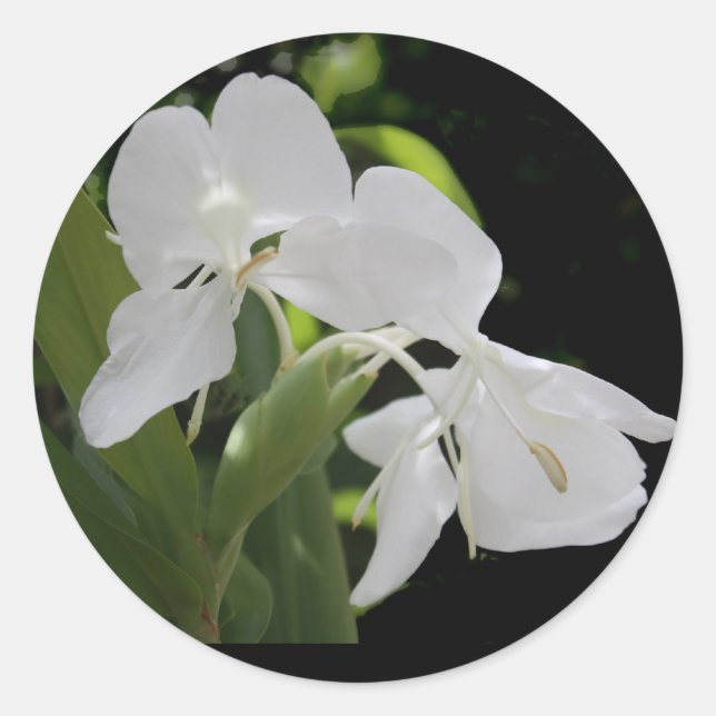 Adesivo Redondo Borboleta branca Ginger (Frente)