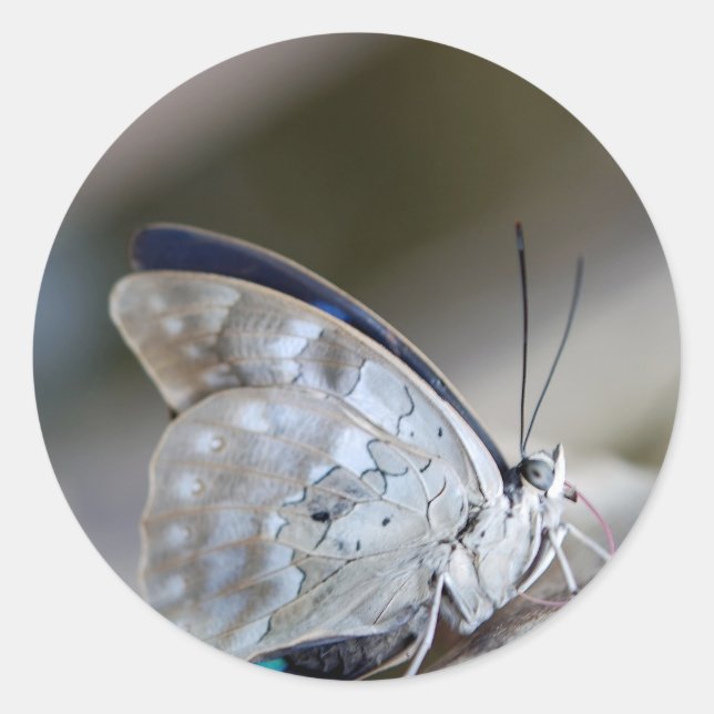 Adesivo Redondo Borboleta Cinza azul (Frente)