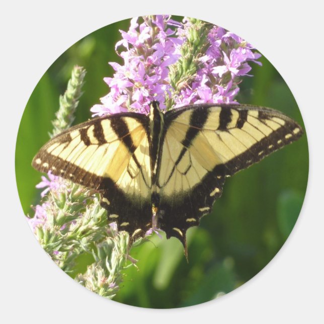Adesivo Redondo Borboleta-de-cauda-andorinha em Flores Roxas (Frente)