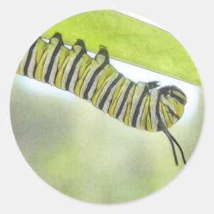 Adesivo Redondo Borboleta de monarca Caterpillar que explora um