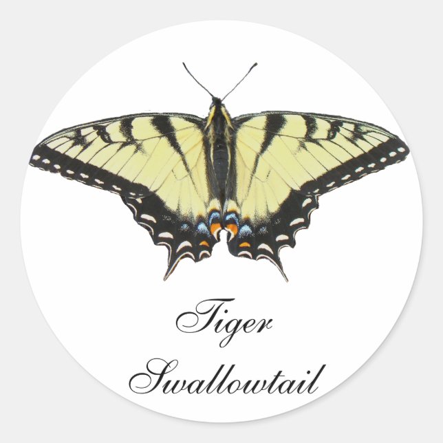 Adesivo Redondo Borboleta do Swallowtail de Tigre (Frente)