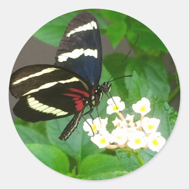 Adesivo Redondo Borboleta em autocolantes de flores (Frente)
