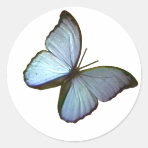 Adesivo Redondo Borboleta Freiburg Alemanha Azul 45 graus O MUSEUM