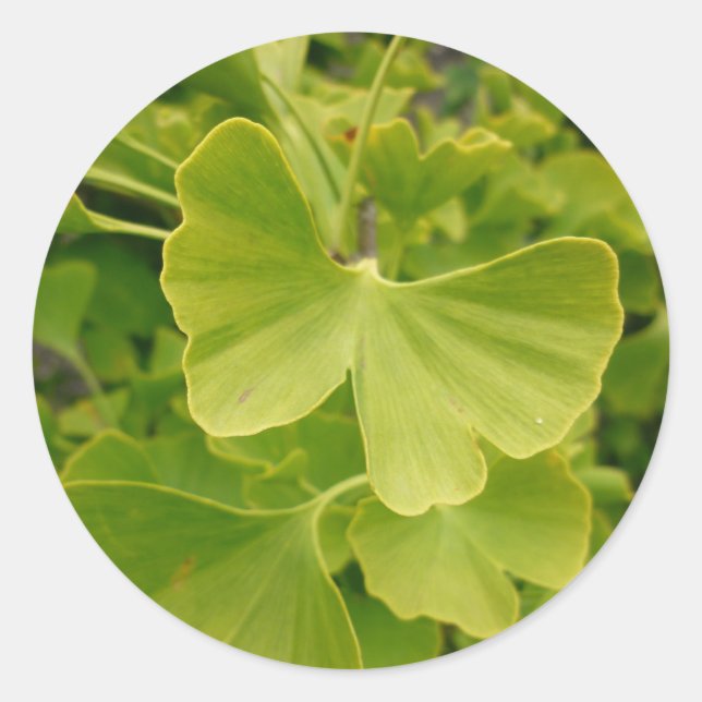 Adesivo Redondo Borboleta Ginkgo (Frente)
