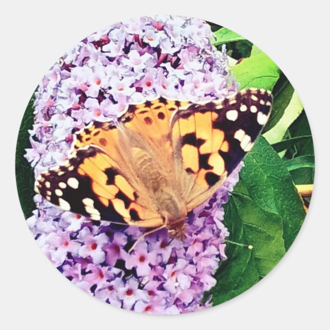 Adesivo Redondo Borboleta laranja (Frente)