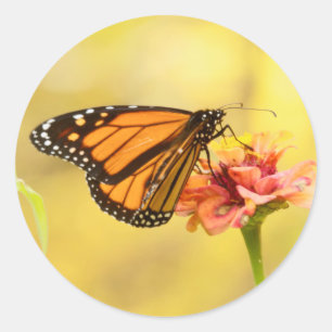 Adesivo Redondo Borboleta Monarca na Zinnia