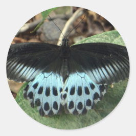 Adesivo Redondo Borboleta Mórmon Iridescente Azul