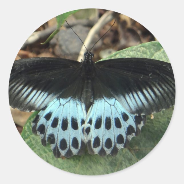 Adesivo Redondo Borboleta Mórmon Iridescente Azul (Frente)