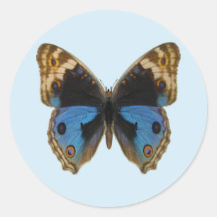 Adesivo Redondo Borboleta Pansy Azul