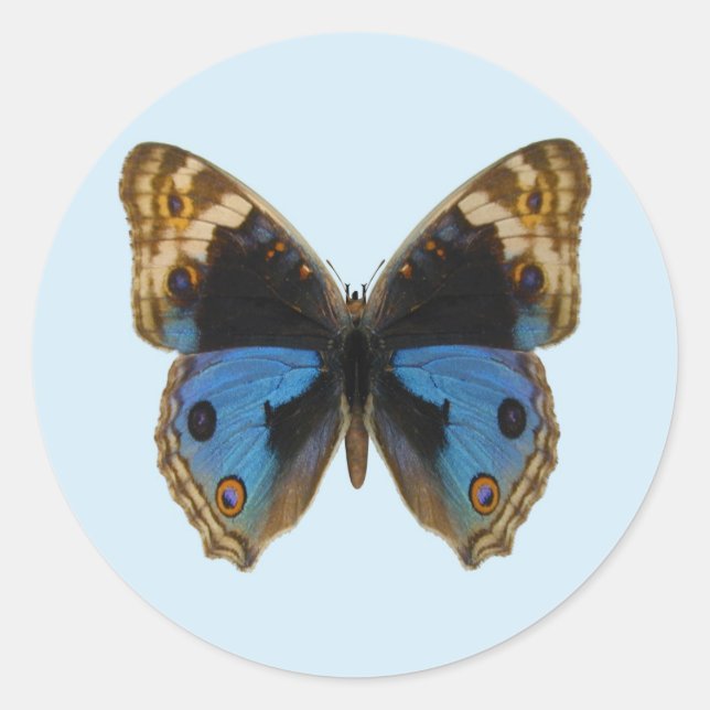 Adesivo Redondo Borboleta Pansy Azul (Frente)