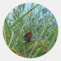 Borboleta perto do rio