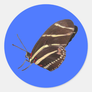 Adesivo Redondo Borboleta Zebra Longwing da Flórida