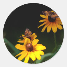 Borboletas e flores selvagens