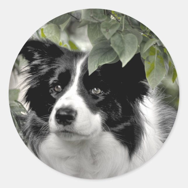 Adesivo Redondo Border Collie em Green Leafy Woods (Frente)