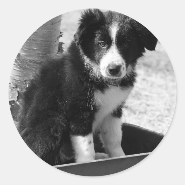 Adesivo Redondo Border Collie Puppy (Frente)