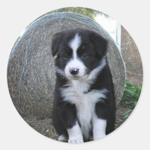 Adesivo Redondo Border Collie Puppy Fazenda Life,