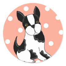 Boston Terrier