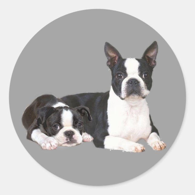 Adesivo Redondo Boston Terrier Buddies Sticker (Frente)