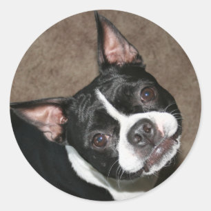 Adesivo Redondo Boston Terrier:  Cara brilhante