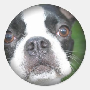 Adesivo Redondo Boston Terrier desvaneceu-se em volta das
