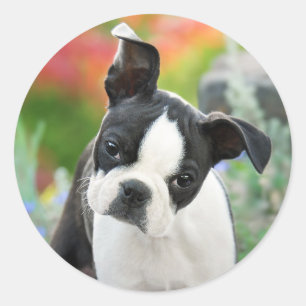 Adesivo Redondo Boston Terrier Dog Cute Puppy Animal Head Photo 